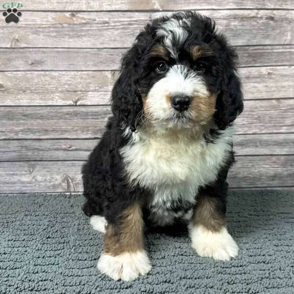 Rain, Bernedoodle Puppy